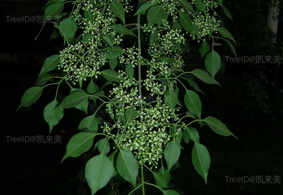 明开夜合新篇章开启，探索未知，续写辉煌