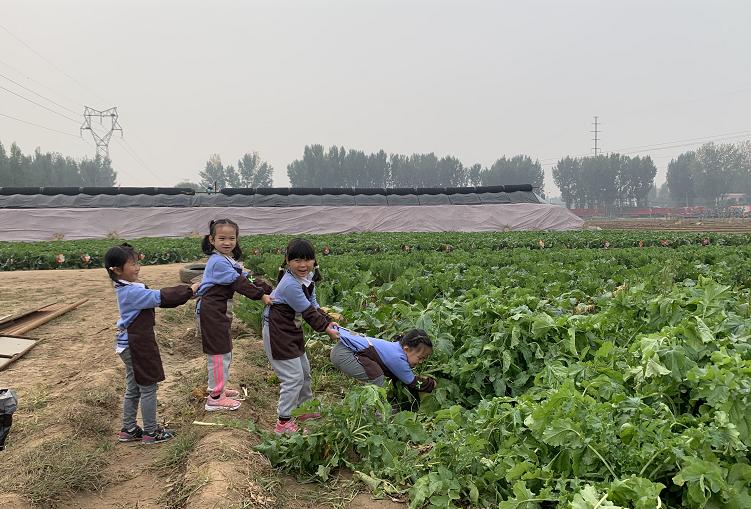 保定玉米市场价格动态，玉米背后的友情温馨故事