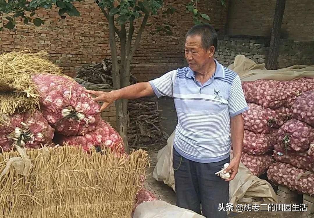 今日大蒜价格行情揭秘，市场走势新鲜出炉，洞悉行情！