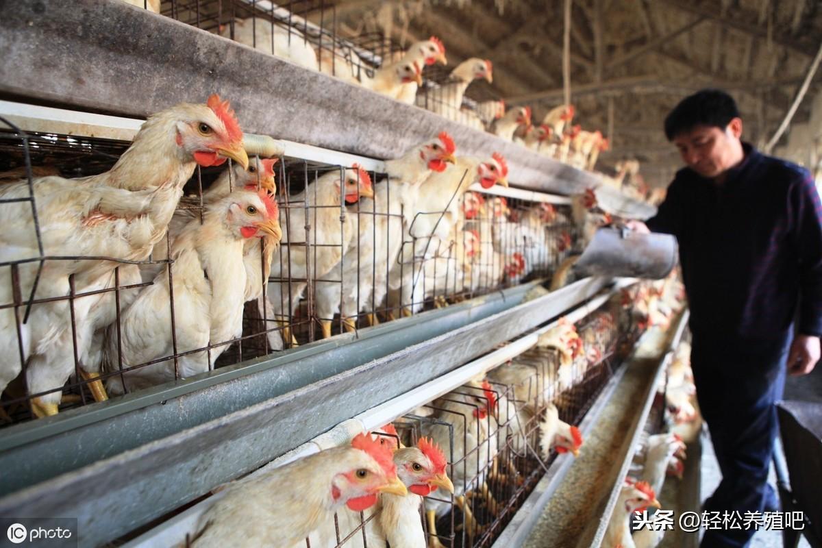 鸡病专业网今日肉毛鸡价格行情——科技与生活的同步更新