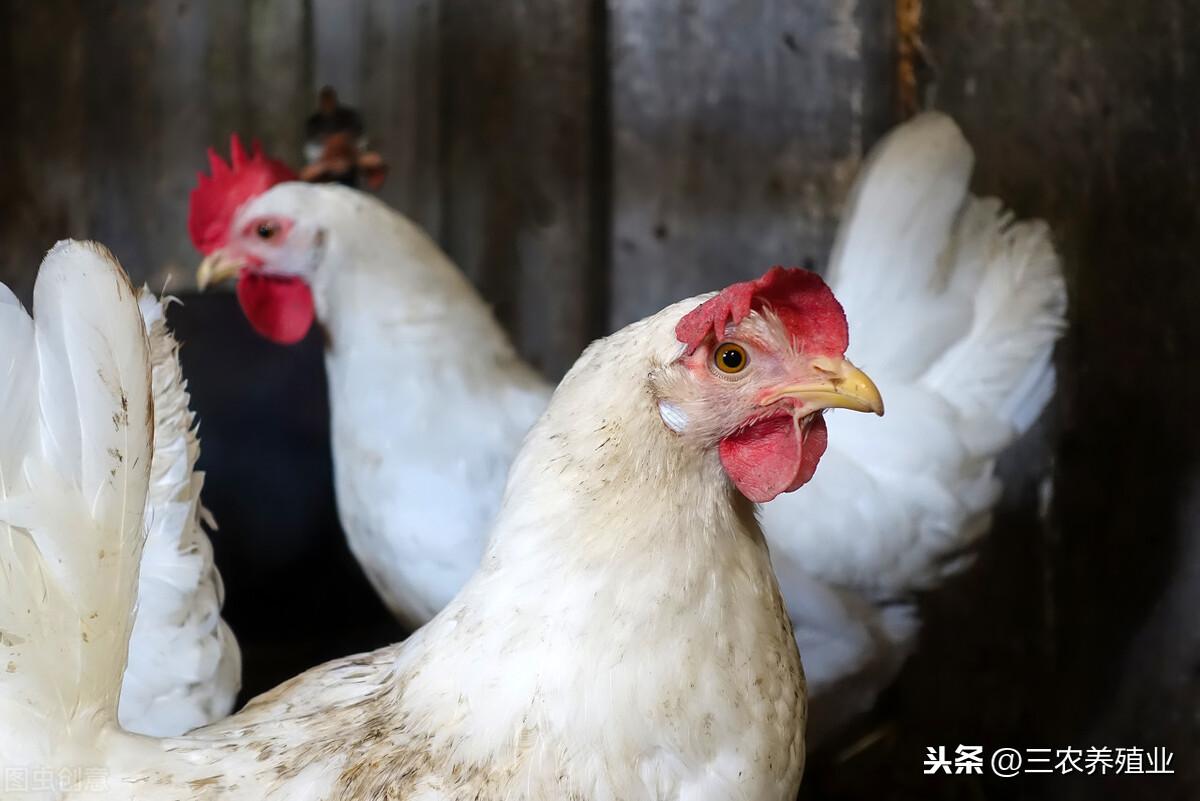 维生素资讯更新，全面指南与详解步骤