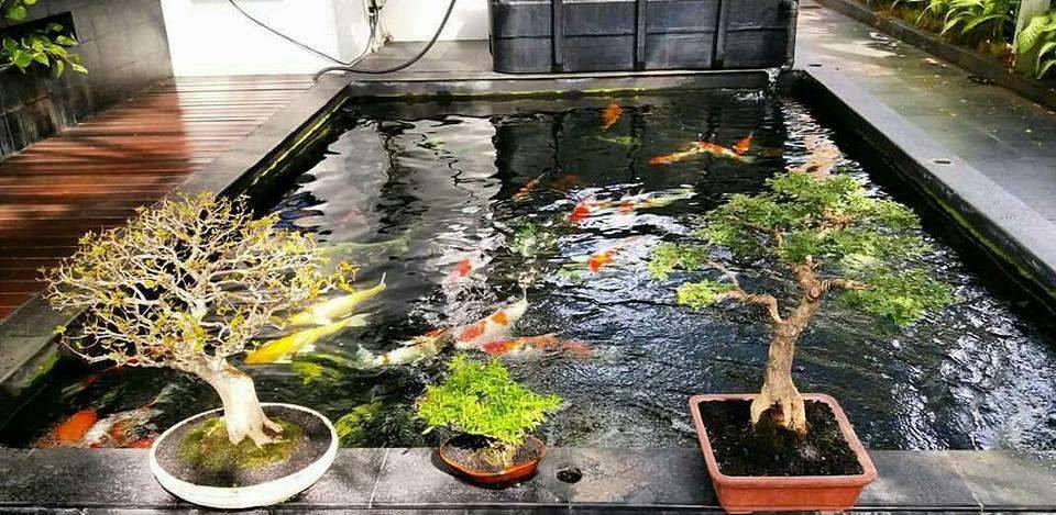 西安鱼池最新放鱼信息探索，小巷养鱼秘境揭秘